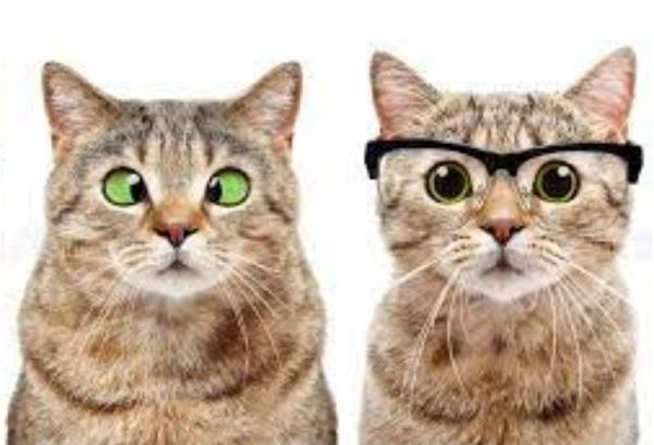 Light Bulb - cats